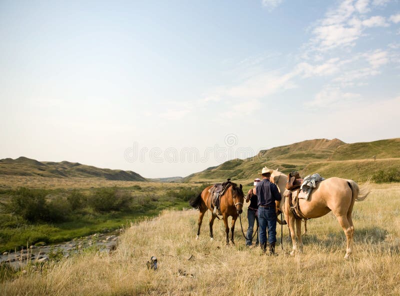 Cavalo Pulando Durante O Encontro De Cavalo Em Todo O País Pela Manhã  Fotografia Editorial - Imagem de grama, verde: 160272922