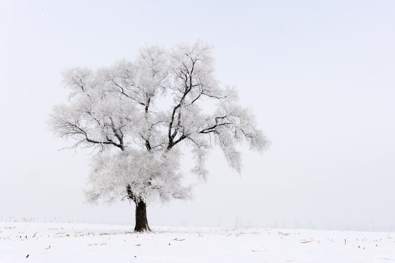 Trees in frost and landscape in snow against blue sky. Winter scene. Trees in frost and landscape in snow against blue sky. Winter scene.