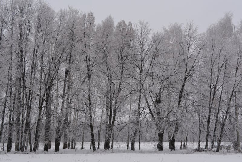 Cena do inverno com fileira das árvores na floresta nevado da geada fotografia de stock Cena do inverno com fileira das árvores na floresta nevado da geada fotografia de stock
