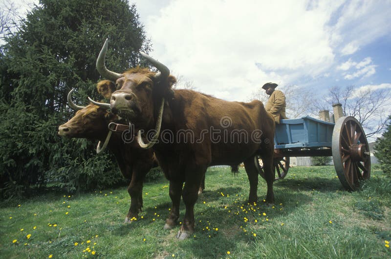 Living History scene of early colonial life in Williamsburg, Virginia showing oxen drawn wagon. Living History scene of early colonial life in Williamsburg, Virginia showing oxen drawn wagon