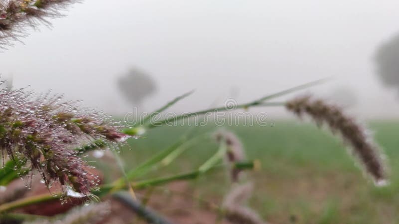 Cenchrus Ciliaris fleurs d'herbe avec rosée gouttes d'eau sur les fleurs de graminées de Buffelgrass fermer la séquence banque de vidéos