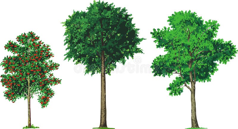 Cenere di montagna, faggio ed alberi di cenere. Vettore illustrazione vettoriale Cenere di montagna, faggio ed alberi di cenere. Vettore illustrazione vettoriale