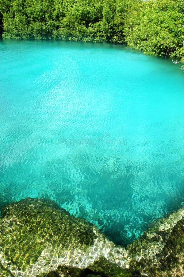 cenote namorzynowa majska Riviera turkusu woda zdjęcie royalty free cenote namorzynowa majska Riviera turkusu woda zdjęcie royalty free