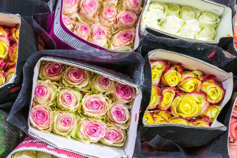 Centaines de roses multicolores enveloppées en papier Fond de fleur fraîche Horticulture et affaires de production photos libres de droits Centaines de roses multicolores enveloppées en papier Fond de fleur fraîche Horticulture et affaires de production photos libres de droits
