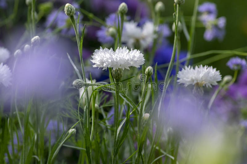 Centaurea cyanus white cultivated flowering plant in the garden, group of beautiful cornflowers flowers in bloom