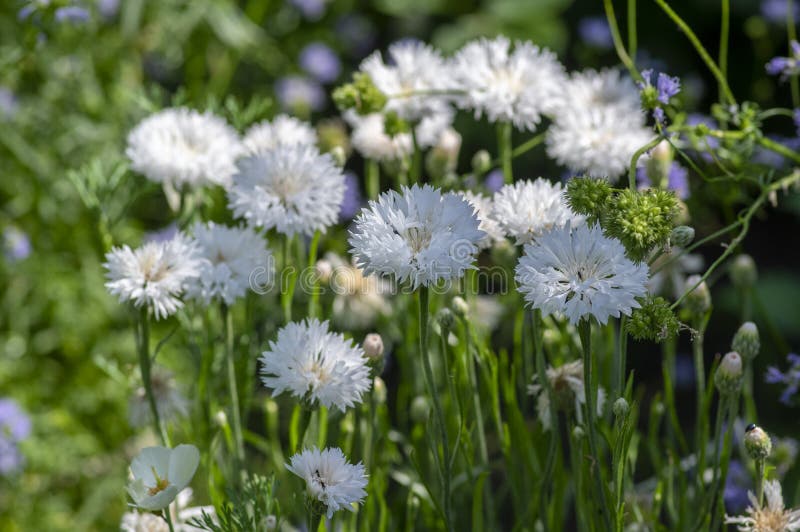 Centaurea cyanus white cultivated flowering plant in the garden, group of beautiful cornflowers flowers in bloom