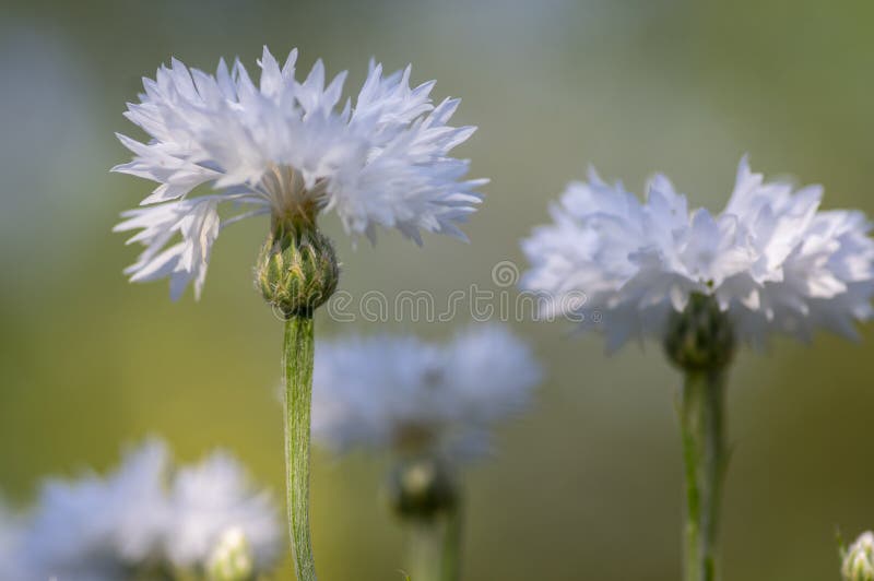 Centaurea cyanus white cultivated flowering plant in the garden, group of beautiful cornflowers flowers in bloom