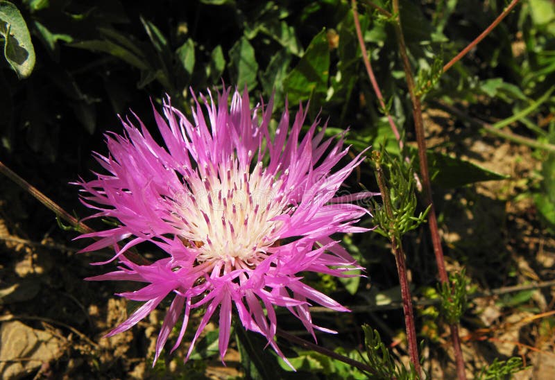 Centaurea dealbata flower