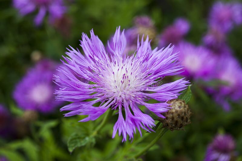 Centaurea dealbata