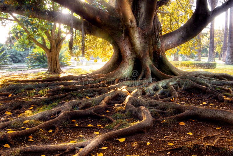 Centenarian tree with large trunk and big roots above the ground. Centenarian tree with large trunk and big roots above the ground