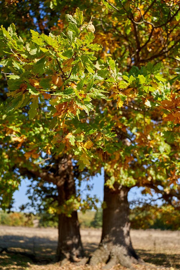 Centennial Oak Tree on a Field Stock Image - Image of scenery, cloudy