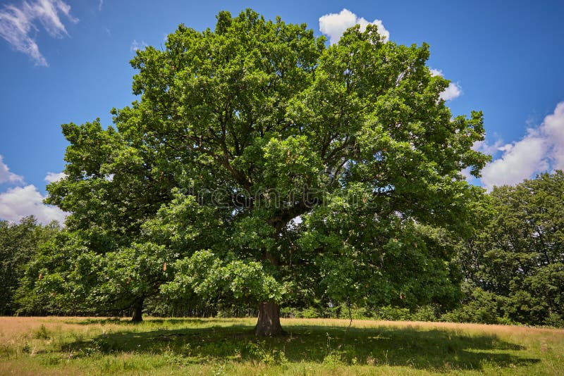 Centennial oak tree stock image. Image of plain, meadow - 85224397