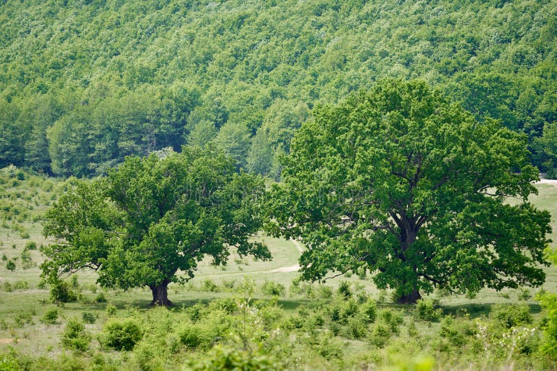 Centennial oak trees stock photo. Image of green, natural - 184140628