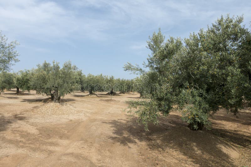 Centennial Olive Trees In San Mateo Via Augusta De Castellon