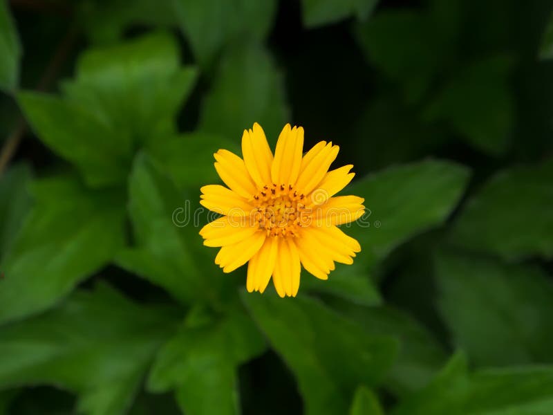 Center yellow flower stock photo Image of closeup floral 