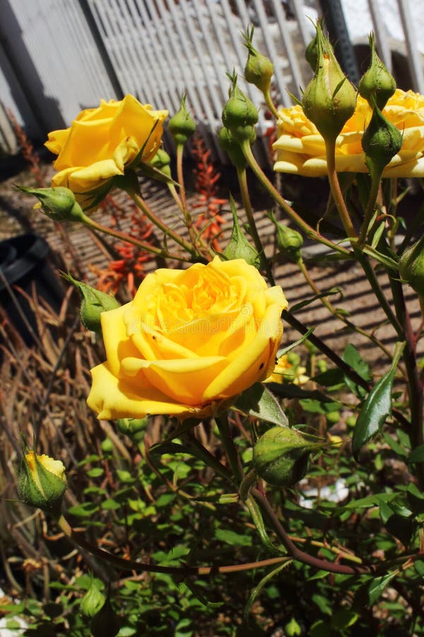 A centered yellow miniature rose blossom surrounded by buds and other yellow roses. stock photos A centered yellow miniature rose blossom surrounded by buds and other yellow roses. stock photos