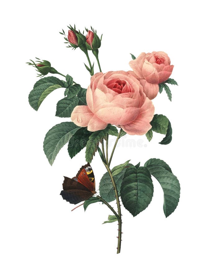 Centifolia de Rosa | Ejemplos de la flor de Redoute stock de ilustración Centifolia de Rosa | Ejemplos de la flor de Redoute stock de ilustración