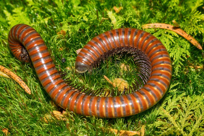 Centipede stock image. Image of insect, creature, centipede 101126267