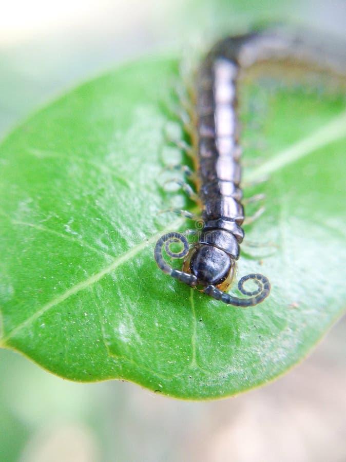 Centipede on a leaf stock photo. Image of insect, internode 48816736
