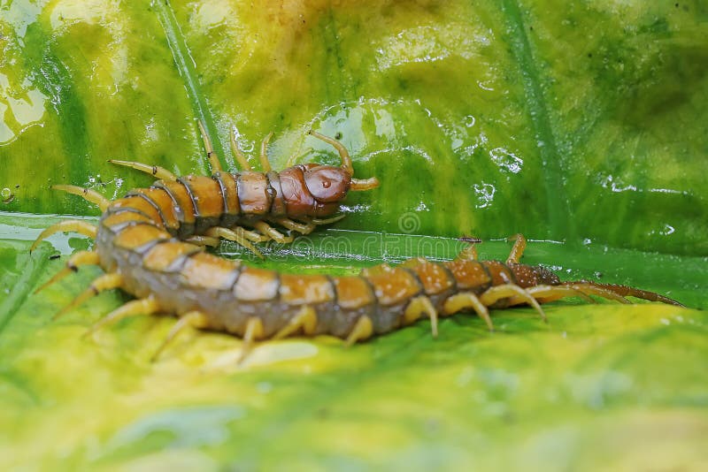 A Centipede is Looking for Prey on Taro Leaves. Stock Photo - Image of  enjoyment, colours: 249890672