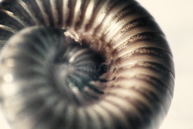 Food for Centipede A Comprehensive Guide to Feeding Your Pet Food for Centipede A Comprehensive Guide to Feeding Your Pet