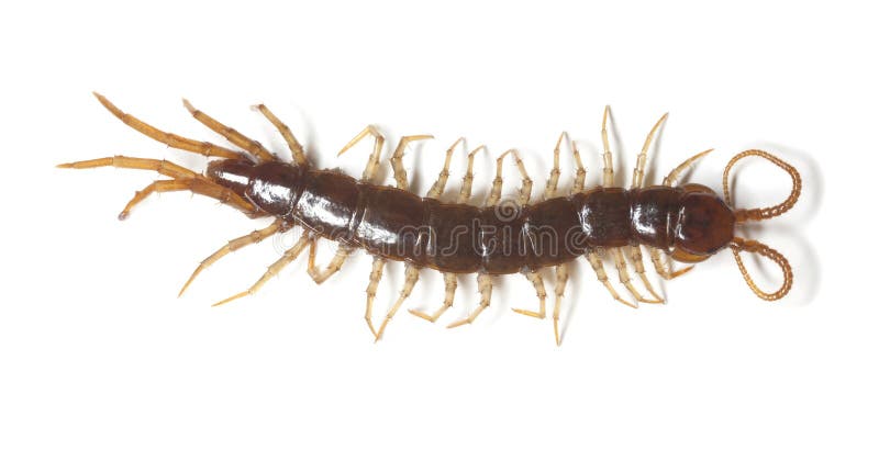 Centipede on white background