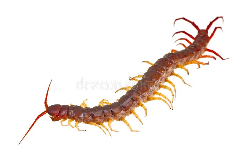Centipede