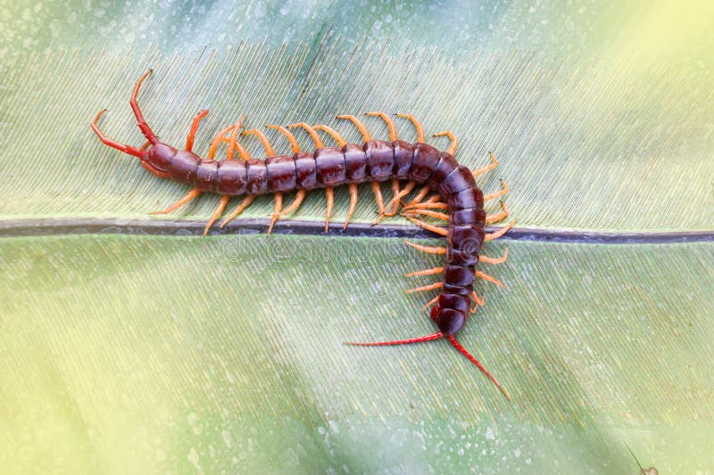 Centipedes are Poisonous Animals. Stock Photo - Image of critter,  arthropod: 226703484