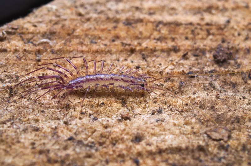 Centipède de maison italien avec de longues jambes (coleoptrata de Scutigera) marchant sur le bois photographie stock libre de droits Centipède de maison italien avec de longues jambes (coleoptrata de Scutigera) marchant sur le bois photographie stock libre de droits