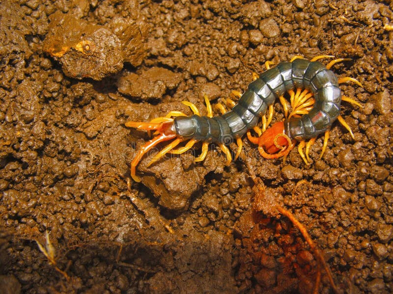 Centipède, réserve naturelle de Bhimashankar de maharashtra, Inde photo libre de droits Centipède, réserve naturelle de Bhimashankar de maharashtra, Inde photo libre de droits