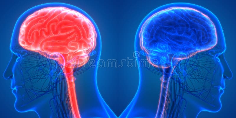 Centraal Orgaan van het Menselijke Zenuwstelsel Brain Anatomy royalty-vrije illustratie Centraal Orgaan van het Menselijke Zenuwstelsel Brain Anatomy royalty-vrije illustratie