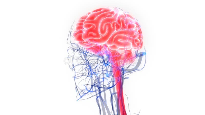 Centraal Orgaan van het Menselijke Zenuwstelsel Brain Anatomy vector illustratie Centraal Orgaan van het Menselijke Zenuwstelsel Brain Anatomy vector illustratie