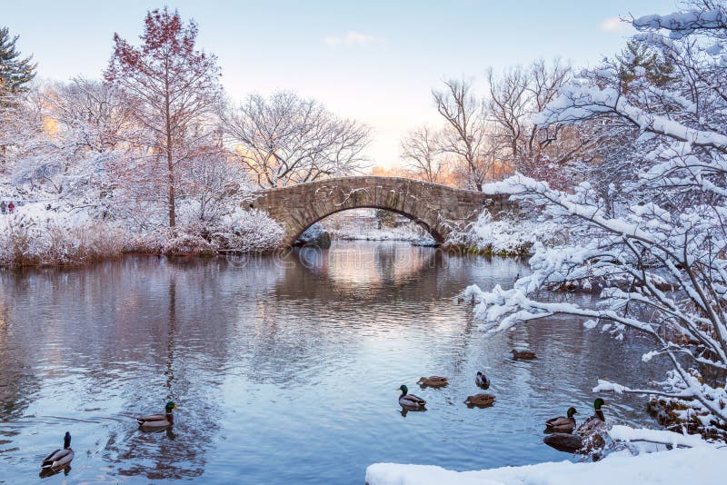 Centraal park New York De V.S. in de winter met sneeuw wordt behandeld die