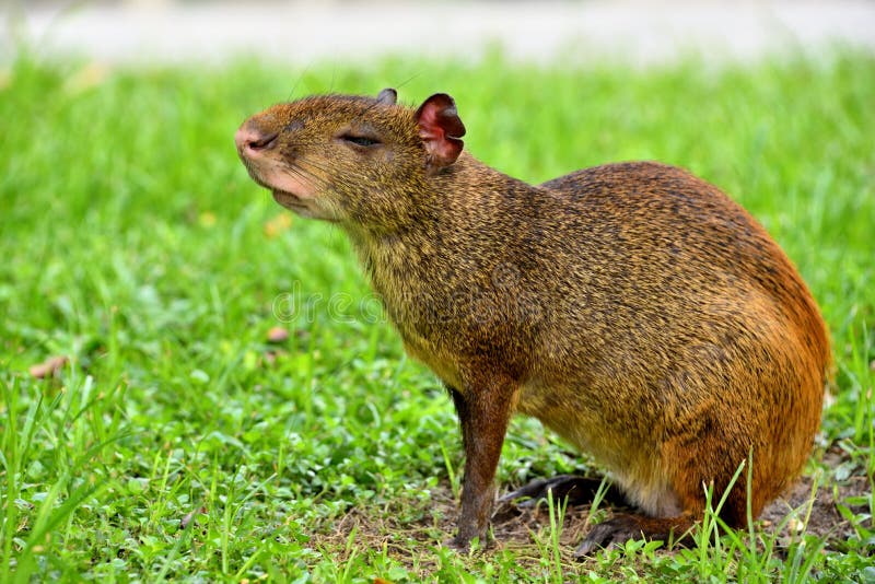 Central American agouti stock image. Image of cautious - 77890147