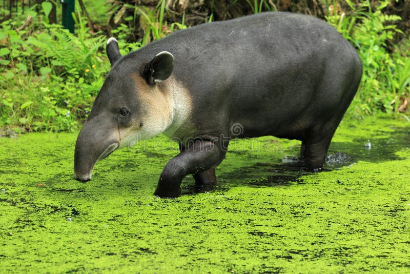 Central american tapir