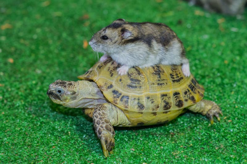 Hamster Riding Bike Stock Photo Image Of Stylish Miniature