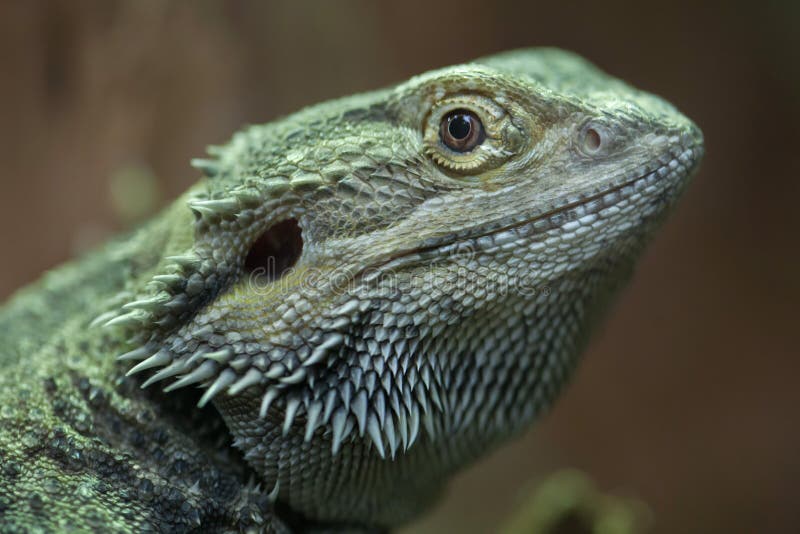bearded green ogre hattip bearded green ogre hattip