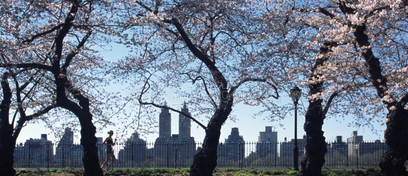 Central Park Cherry Blossoms New York