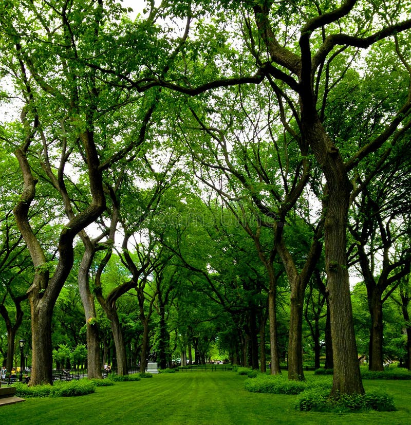 American elm trees arch over the wide grass in Central Park in New York City, USA. American elm trees arch over the wide grass in Central Park in New York City, USA