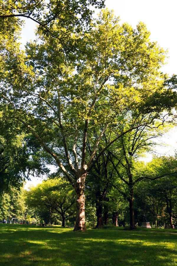 Central Park Imagem da área da alameda em Central Park, New York City, EUA foto de stock royalty free Central Park Imagem da área da alameda em Central Park, New York City, EUA foto de stock royalty free