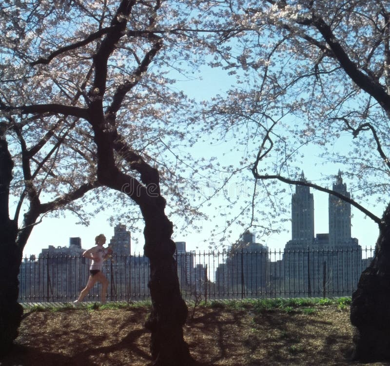 Central Park Jogger New York City USA. Jogger in Central Park, Manhattan, under spring cherry blossoms stock image Central Park Jogger New York City USA. Jogger in Central Park, Manhattan, under spring cherry blossoms stock image