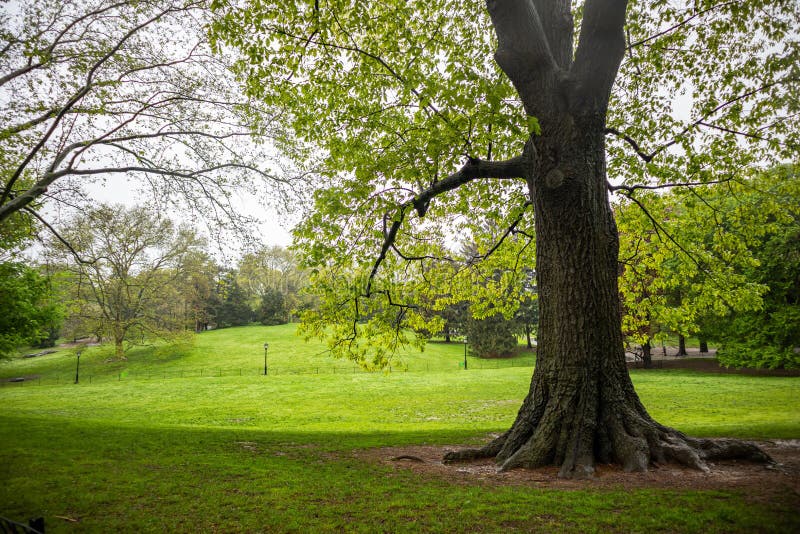 Spring in Central Park, New York City. Fresh Tree Foliage and Green ...