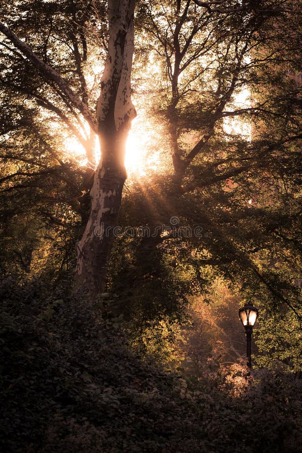 Central Park - raios do sol que passa através dos ramos das árvores fotografia de stock royalty free