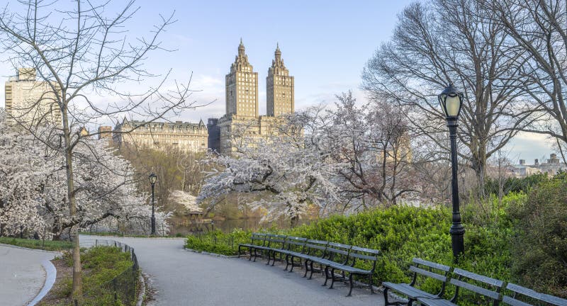 Central Park In Spring Cherry Trees Stock Photo - Image of park ...