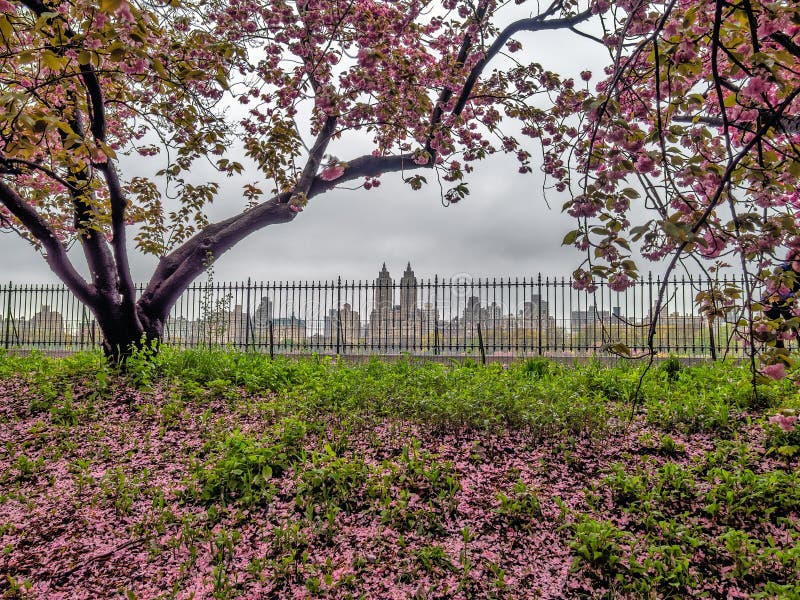 Central Park in spring stock image. Image of garden - 182196747