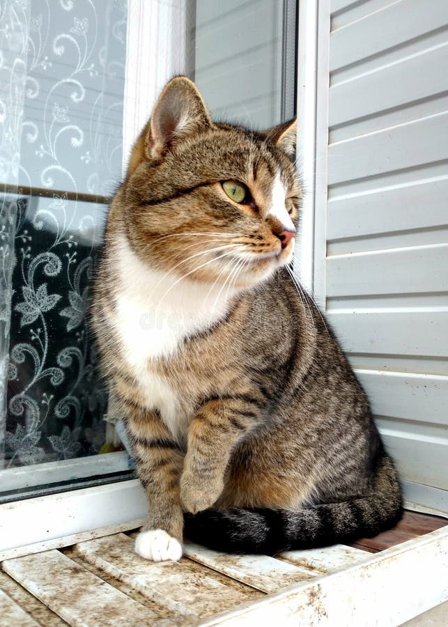 Russian Tabby Cat Breed Multiverses Journal