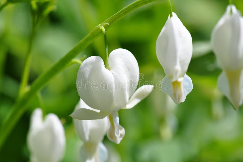 White bleeding heart plant from a backyard garden during the springtime. White bleeding heart plant from a backyard garden during the springtime