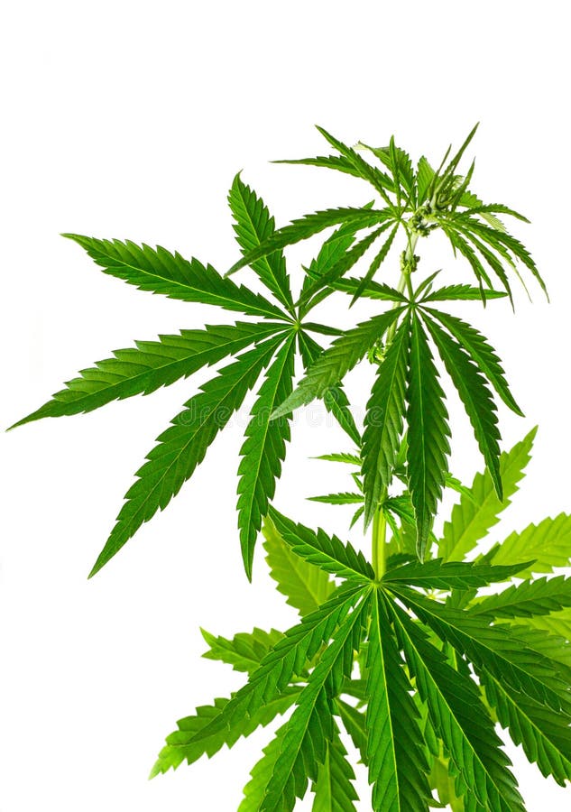 Centrale de cannabis photo libre de droits Centrale de cannabis photo libre de droits