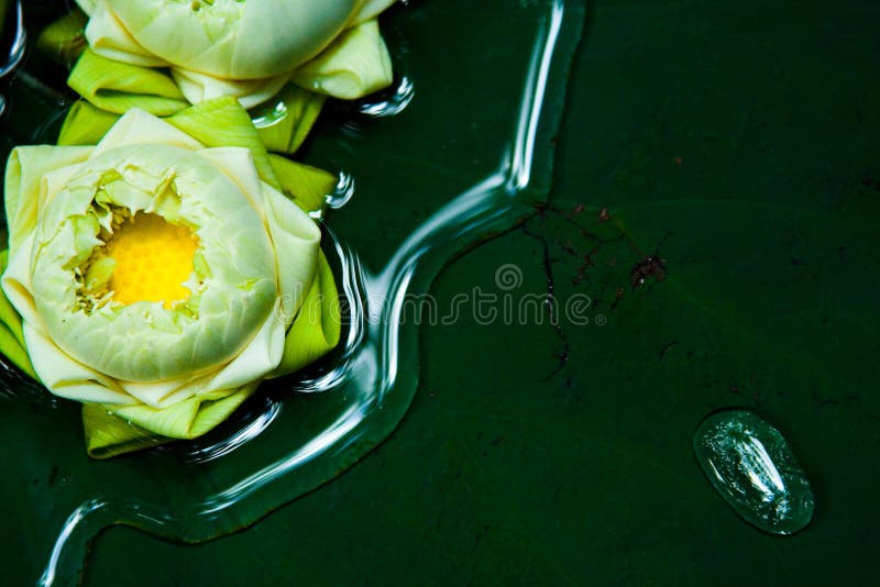 Drops of water on green lotus plant in bangkok thailand at Jim thompson house. Drops of water on green lotus plant in bangkok thailand at Jim thompson house