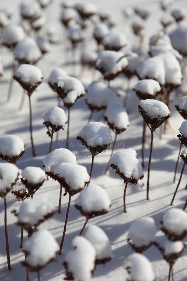 Centrales Umbellate sous la neige photographie stock Centrales Umbellate sous la neige photographie stock